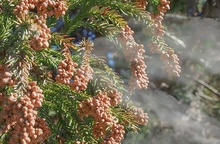 花粉の夢占い