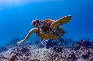 ウミガメの夢占い