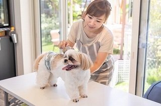 トリマーの夢占い