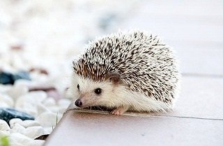 ハリネズミの夢占い