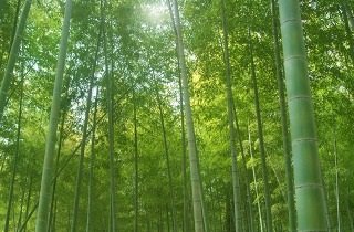 竹林の夢占い