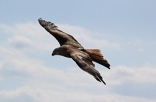 大型猛禽類（鷹・鷲・鳶）の夢占い