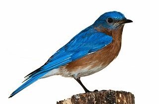 青い鳥の夢占い