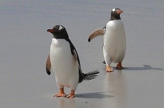 ペンギンの夢占い