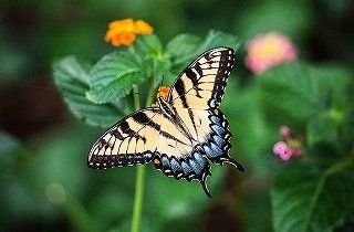 蝶（チョウ）の夢占い