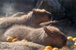 カピバラの夢占い