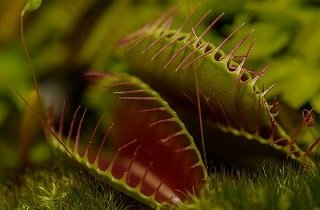 食虫植物の夢占い