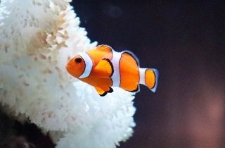 クマノミの夢占い