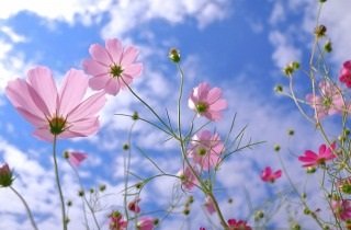 秋桜・コスモスの夢占い
