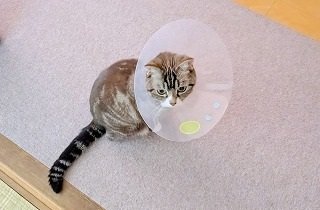 円錐型保護具・エリザベスカラーの夢占い