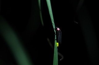 蛍(ホタル)の夢占い