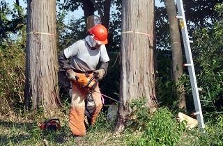 林業の夢占い