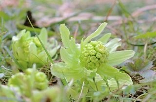 ふきのとうの夢占い