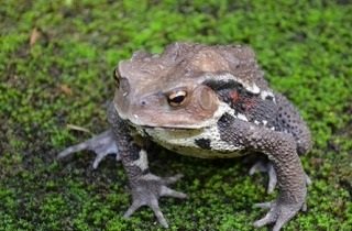 ガマガエル・ヒキガエルの夢占い
