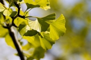 イチョウの夢占い