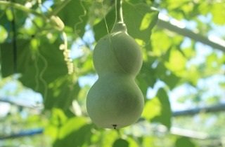 ひょうたんの夢占い