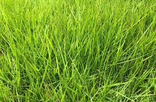芝生の夢占い