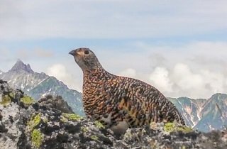 雷鳥の夢占い