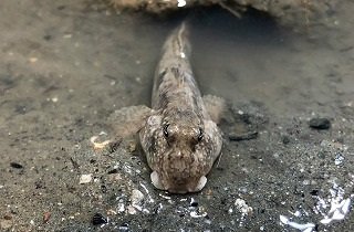 ハゼの夢占い