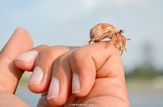 ヤドカリの夢占い