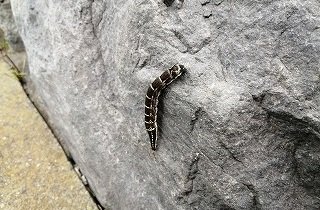 芋虫・毛虫の夢占い