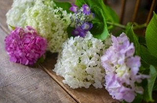 紫陽花（あじさい）の夢占い