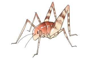 カマドウマの夢占い