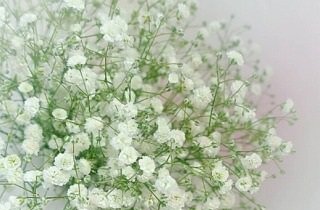 かすみ草の夢占い