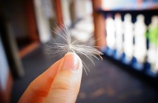 ケサランパサランの夢占い