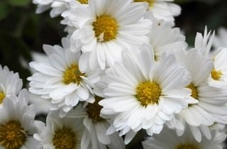 菊の夢占い