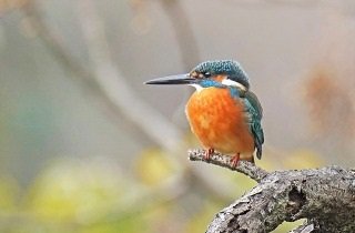 カワセミの夢占い