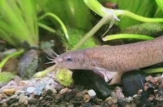 ドジョウの夢占い