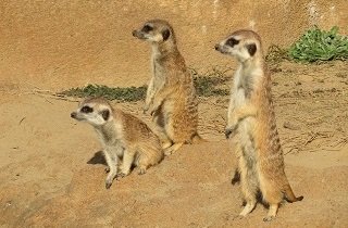 ミーアキャットの夢占い