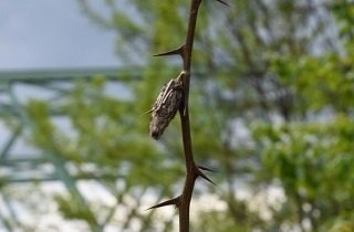 蓑虫・ミノムシの夢占い