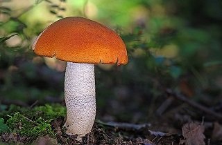 茸（きのこ）の夢占い