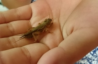 オケラの夢占い