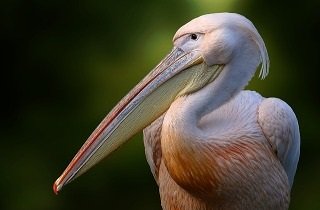 ペリカンの夢占い