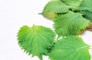 大葉・シソの夢占い