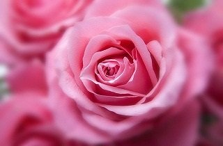 薔薇（バラ）の夢占い