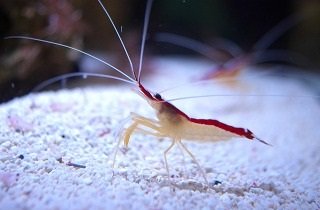 エビの夢占い