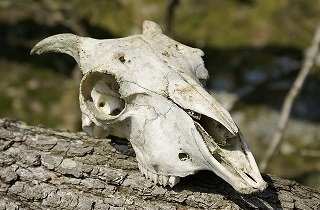 人骨・獣骨の夢占い