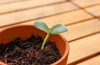 新芽（双葉）の夢占い