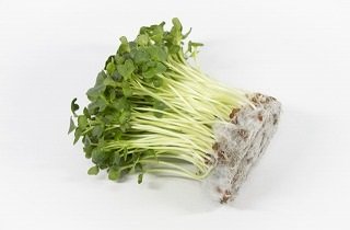 かいわれ大根の夢占い