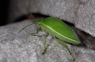 カメムシの夢占い