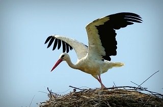 コウノトリの夢占い