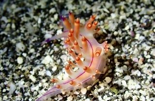 ウミウシの夢占い