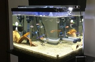 水槽の夢占い